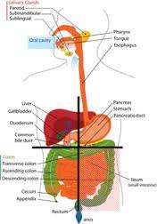 Digestive System Distribution
