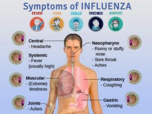 Influenza Stages in the Body